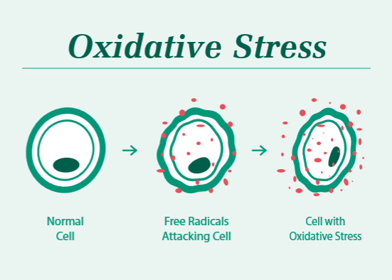 Cos'è lo stress ossidativo